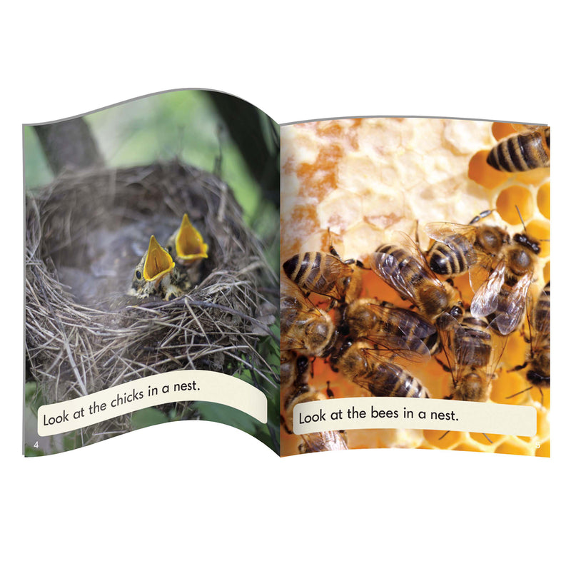 Letters & Sounds Phase 4 Set 2 Non-Fiction – Junior Learning NZ